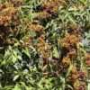 rubus-sp Rubus sp