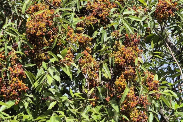 rubus-sp Rubus sp