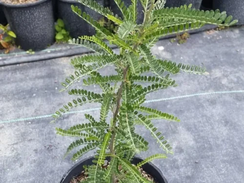 sophora-dragons-gold Sophora dragons gold
