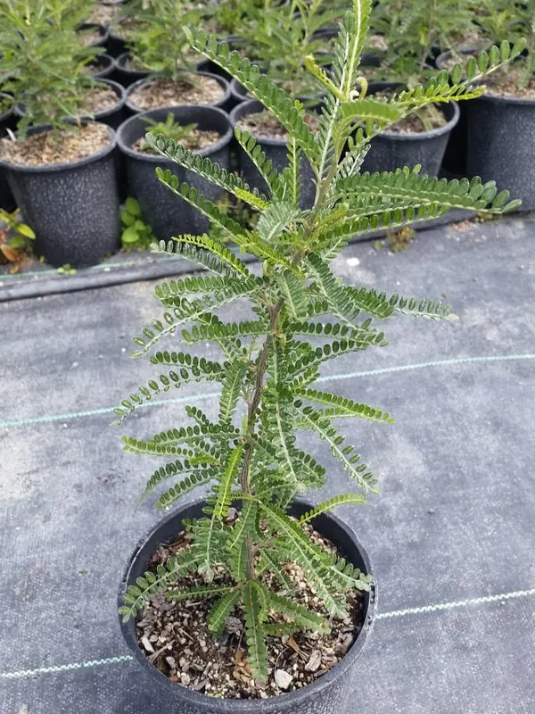 Sophora dragons gold