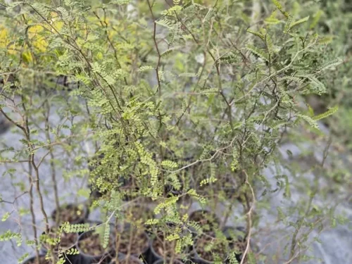 sophora-microphylla Sophora microphylla