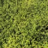teucridium-parvifolium-3 Teucridium parvifolium