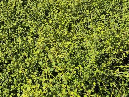 Teucridium parvifolium