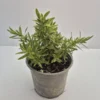 veronica-colensoi Veronica colensoi