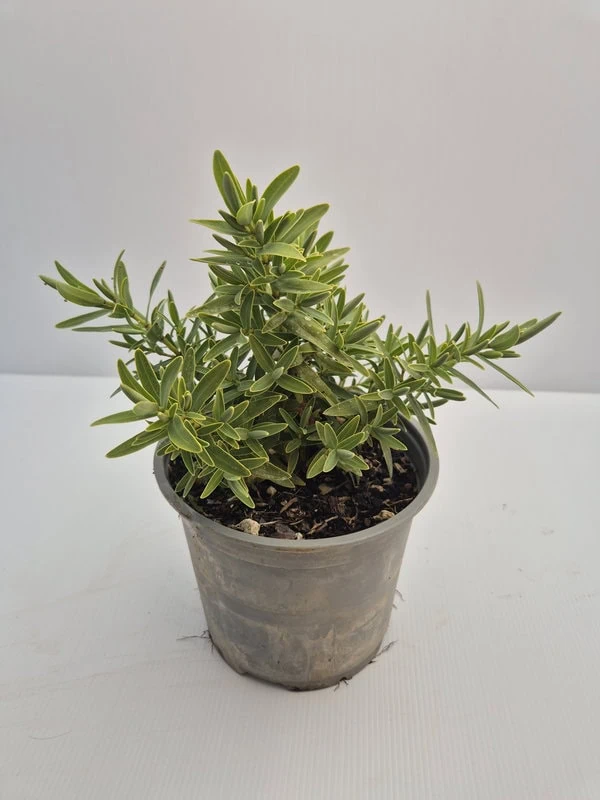veronica-colensoi Veronica colensoi