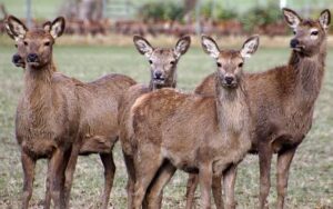 Wild deer standing in a paddock in rural Hawke's Bay