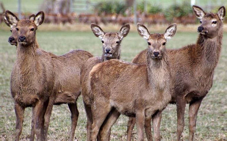 Wild deer standing in a paddock in rural Hawke's Bay